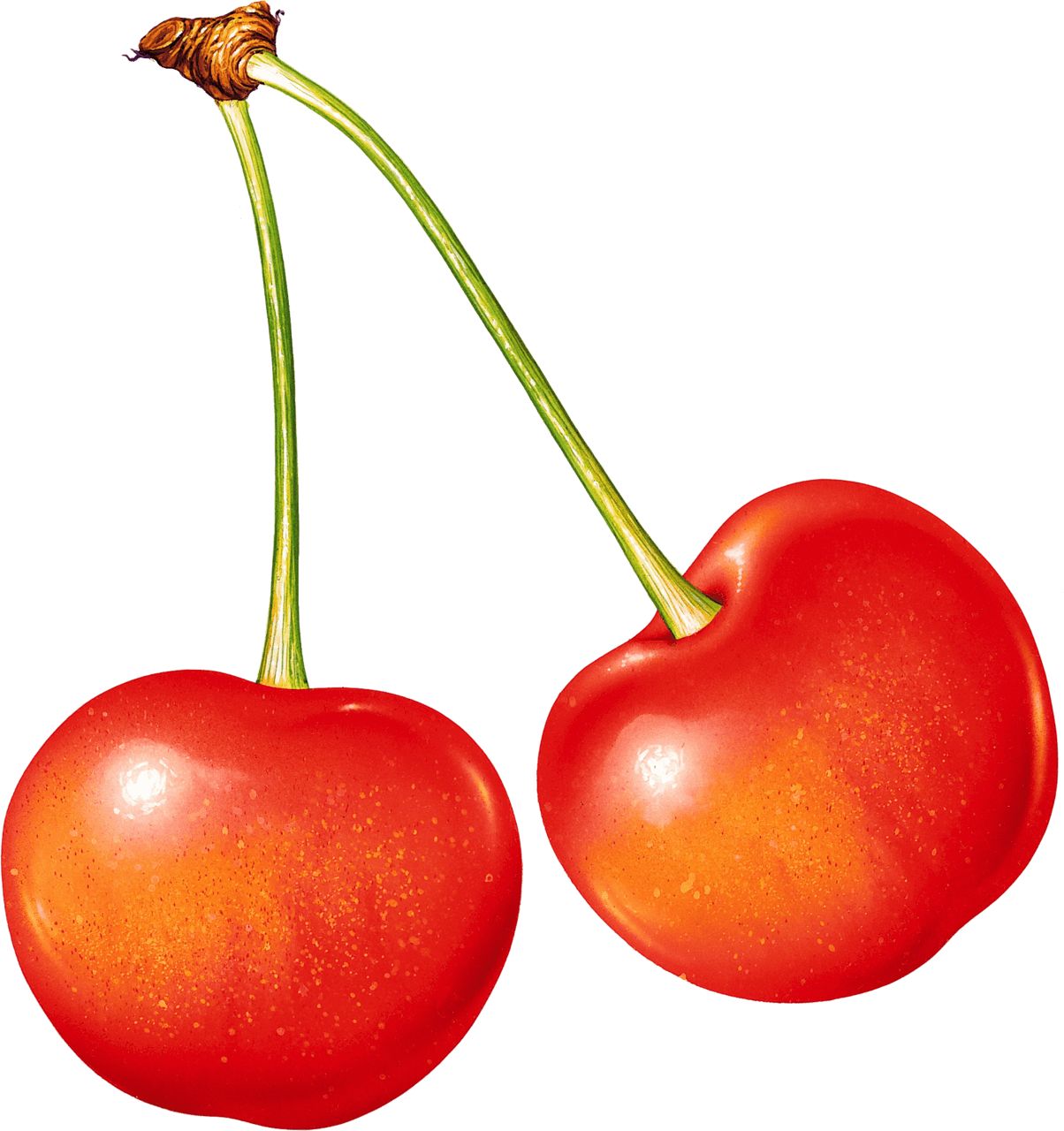 Cherry cherries clipart image