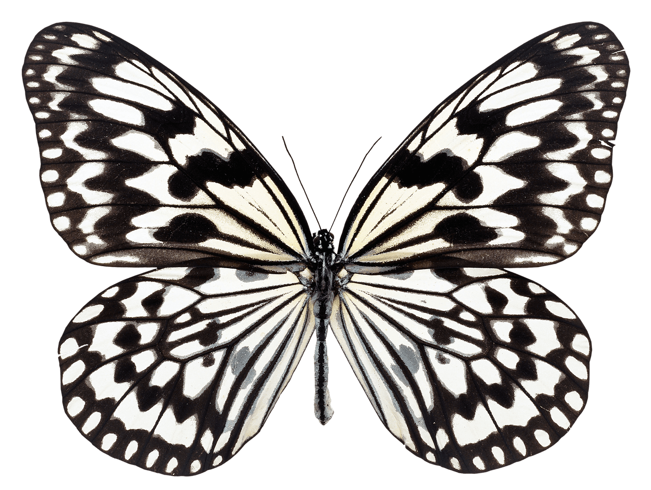 Butterfly black and white fly photo pixabay clipart