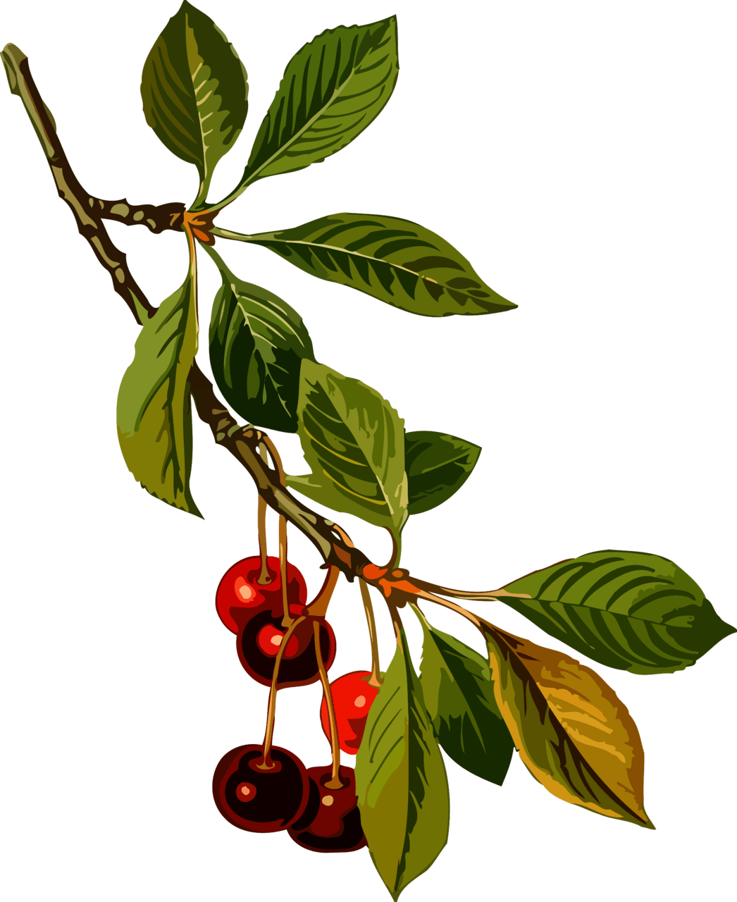 Sour cherry tree low resolution clipart image