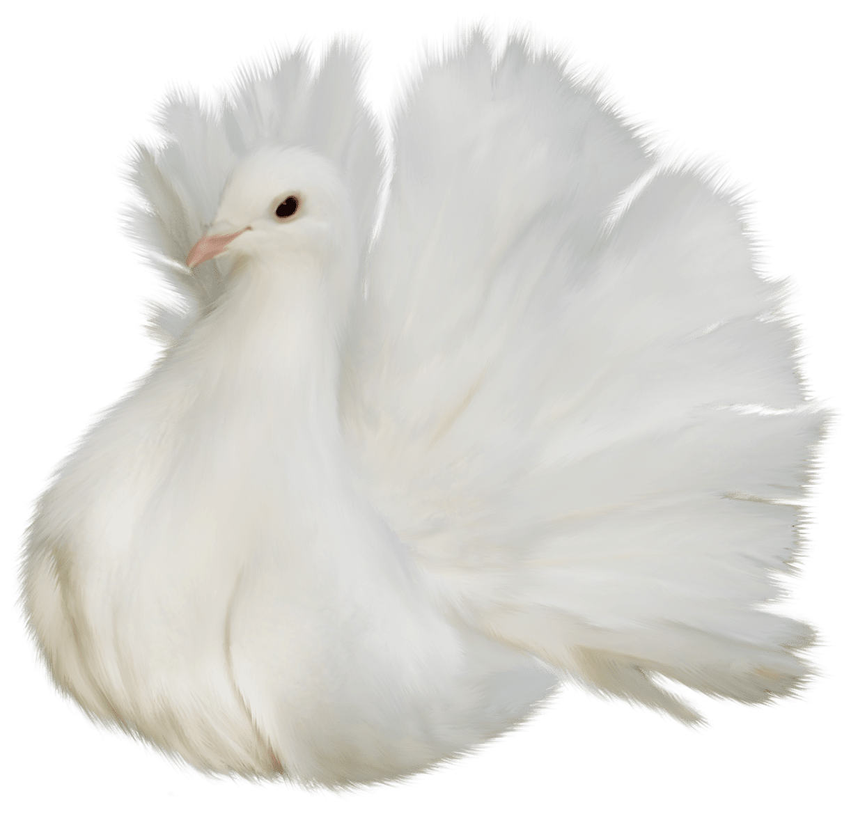 White beautiful delicate dove clipart picture