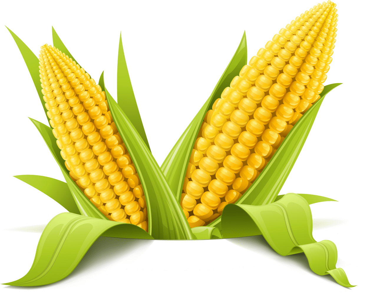 Corn foto milho clipart photo