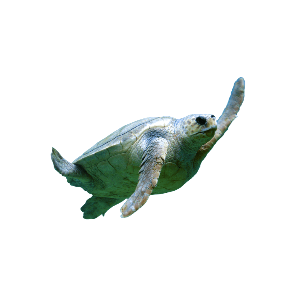 Green sea turtle images hd photo clipart 4