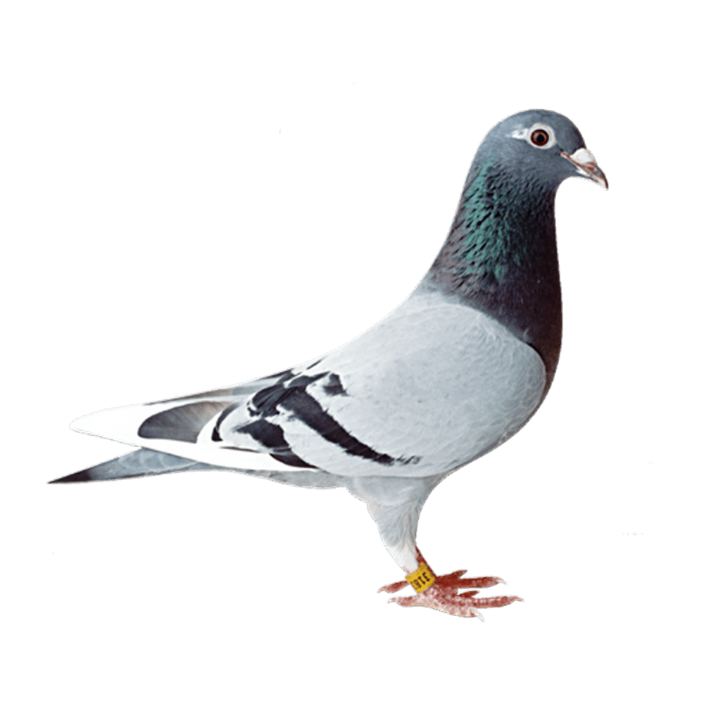 Dove bird images hd photo clipart