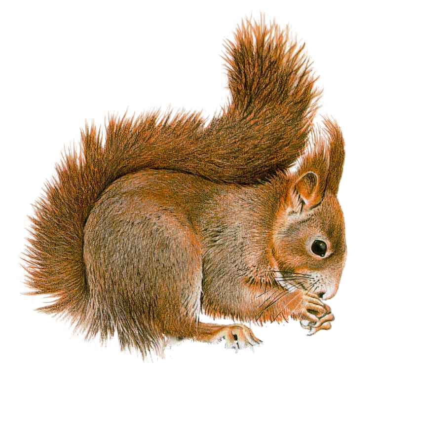 Squirrel by lg design deviantart clipart clip art