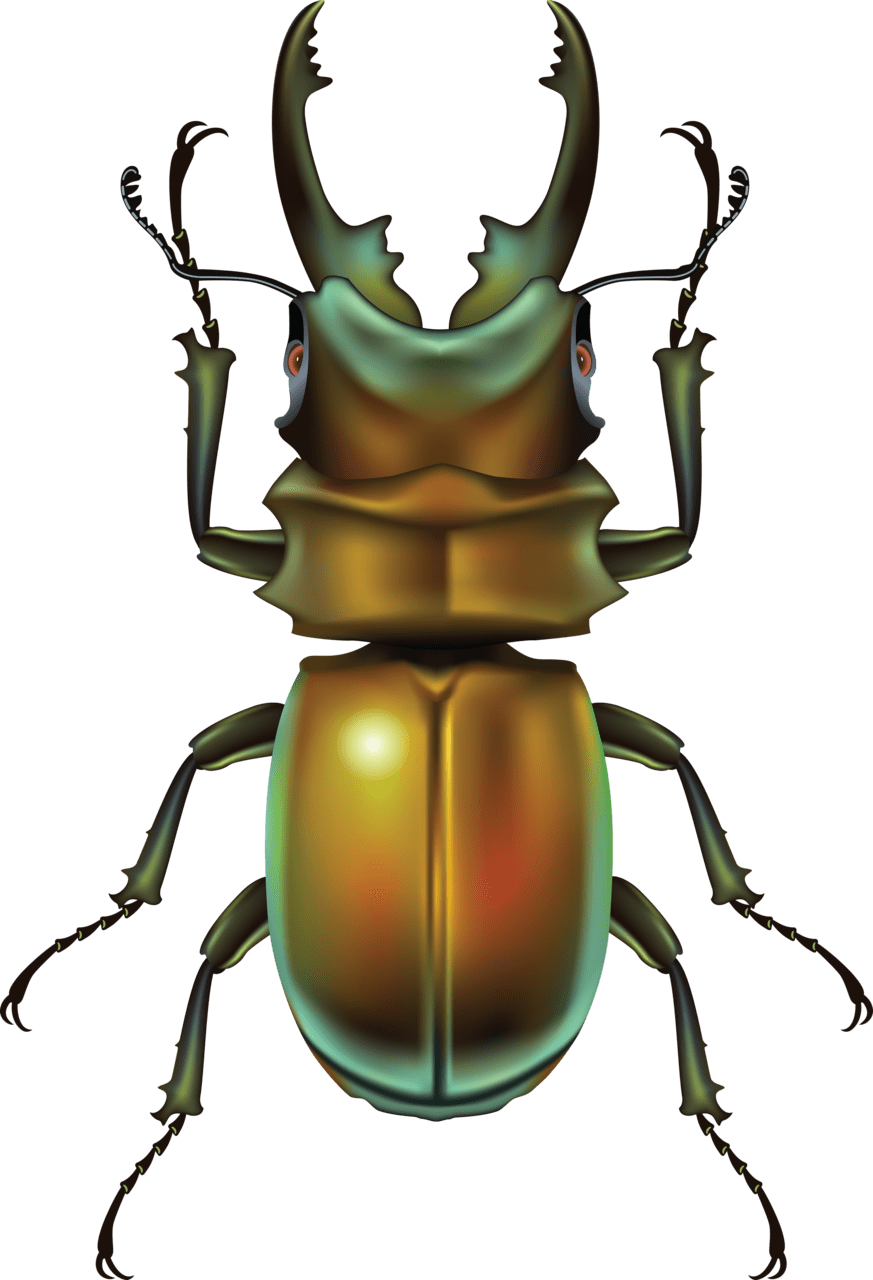 Bug clipart image