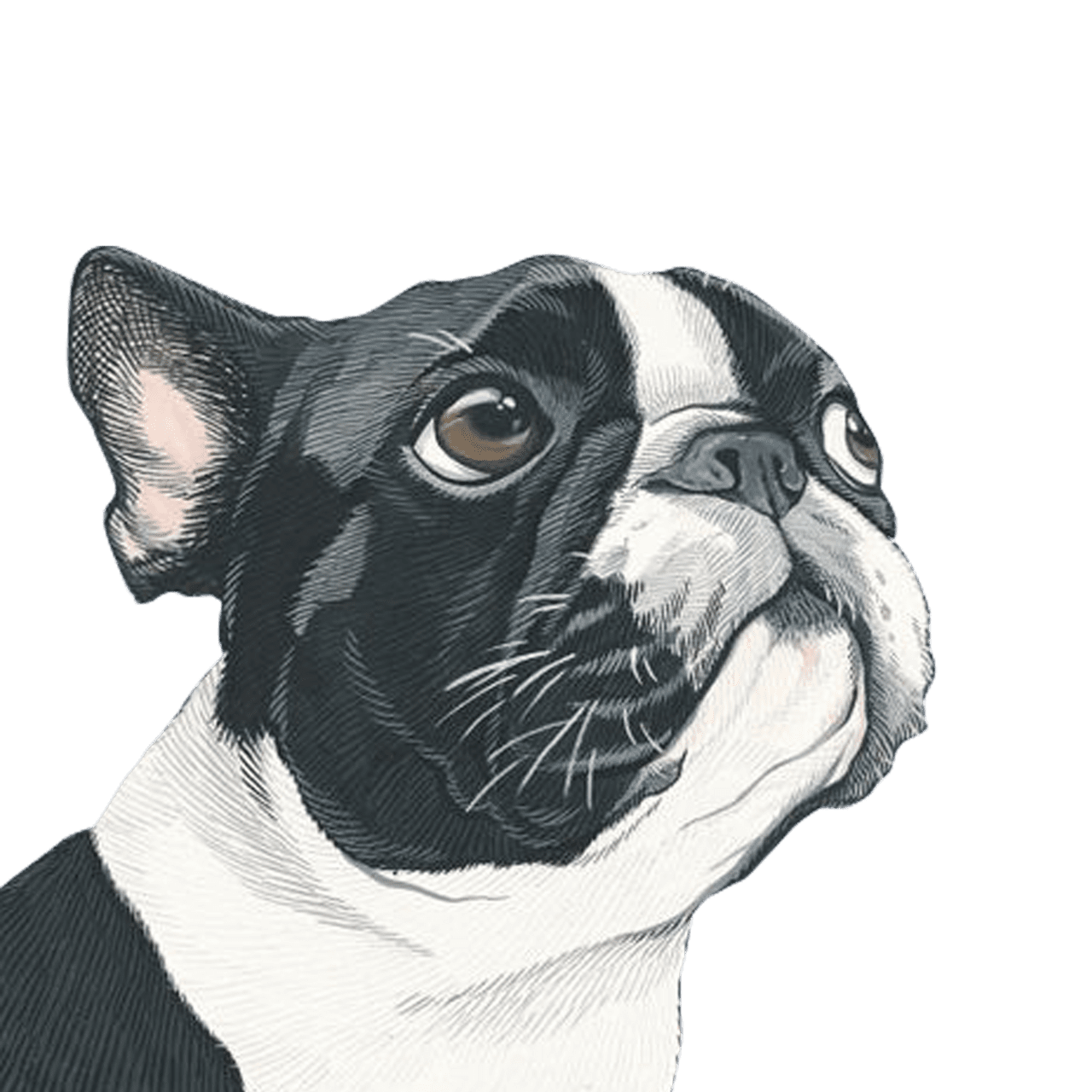 Bulldog portrait art painting dog hq clipart photo