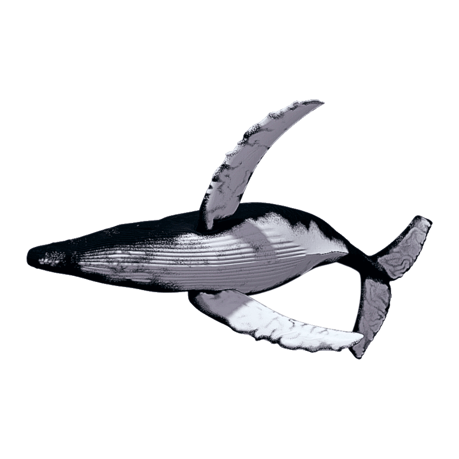 Humpback whale images hd photo clipart