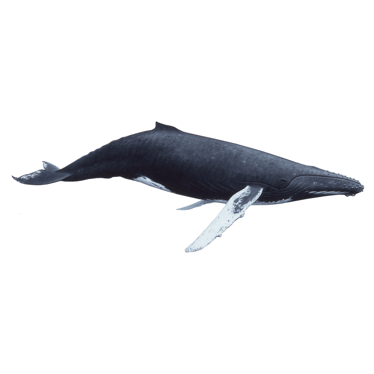 Humpback whale images hd photo clipart 2