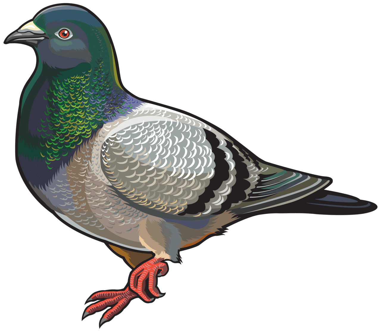 Dove pigeon image with background clipart