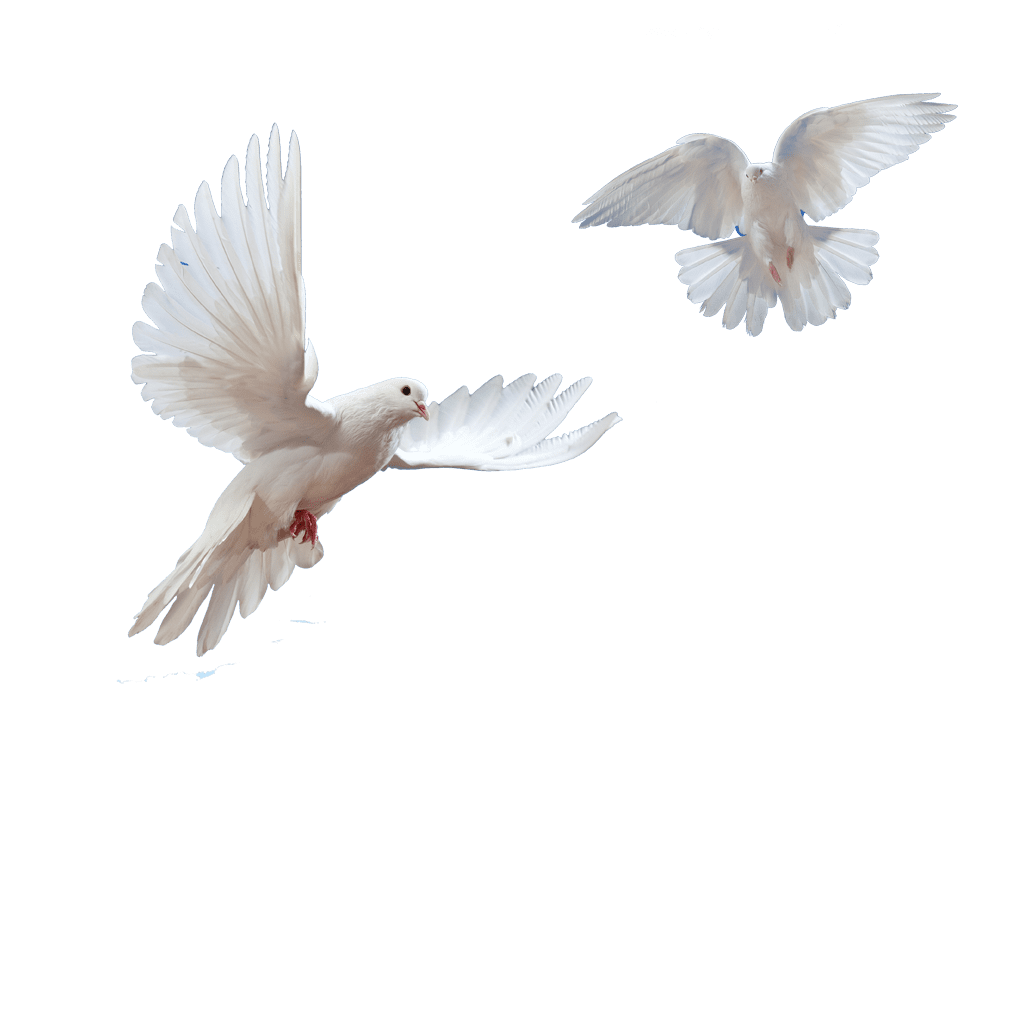 Dove fly sky background clipart