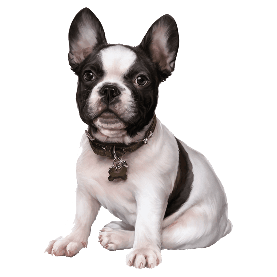 French bulldog images hd photo clipart