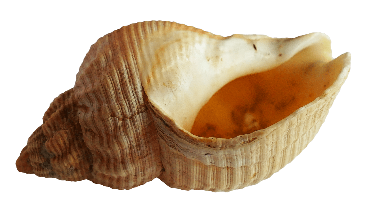 Seashell sea ocean shell clipart photo 2