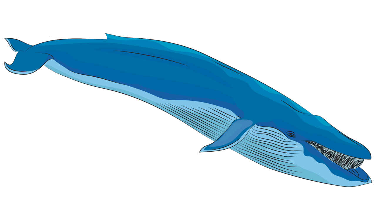 Whale ballena azul im gen predise adas vectorial gratuitas en creazilla clipart