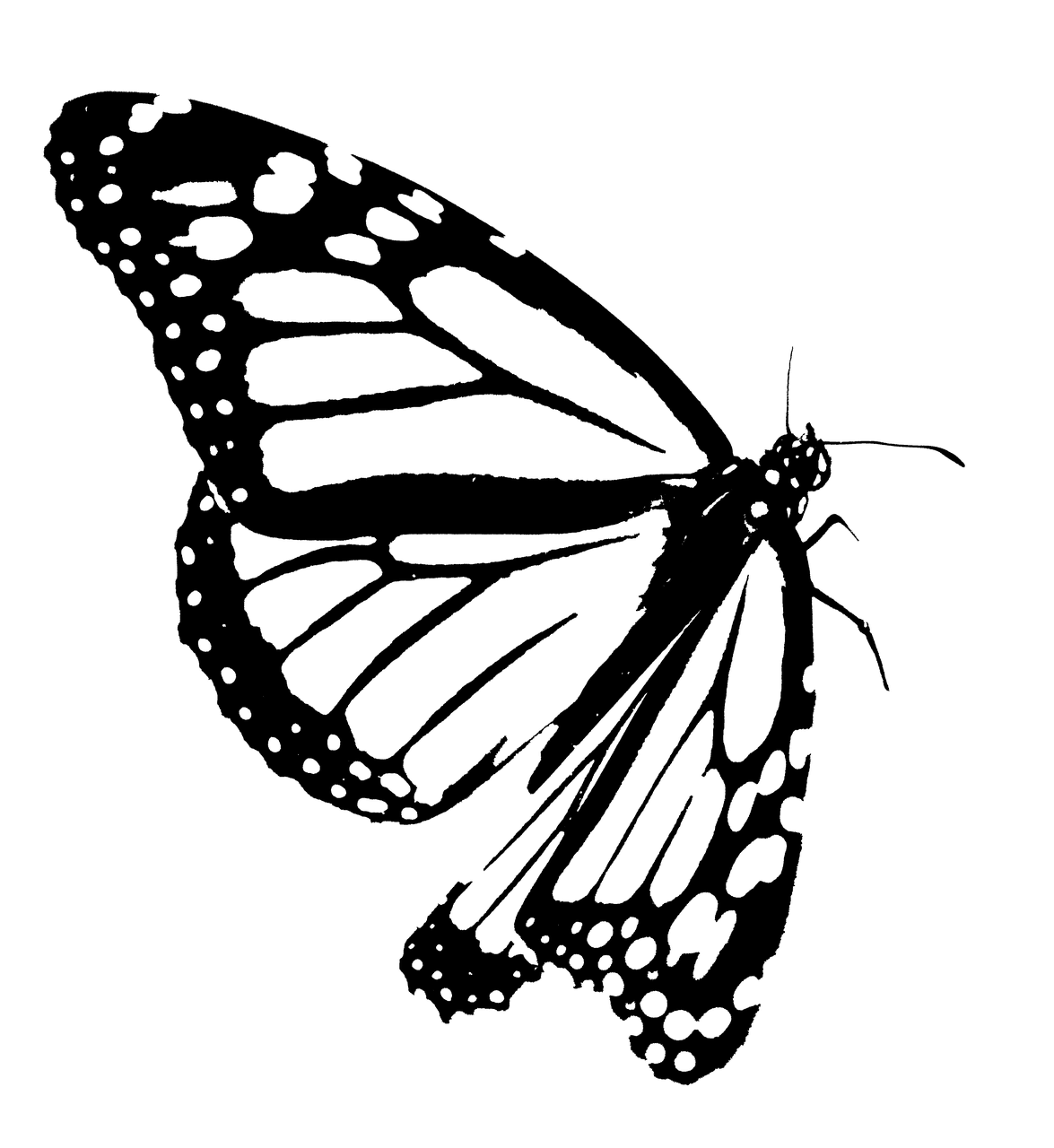 Monarch butterfly clipart black and white outline images cliparts library