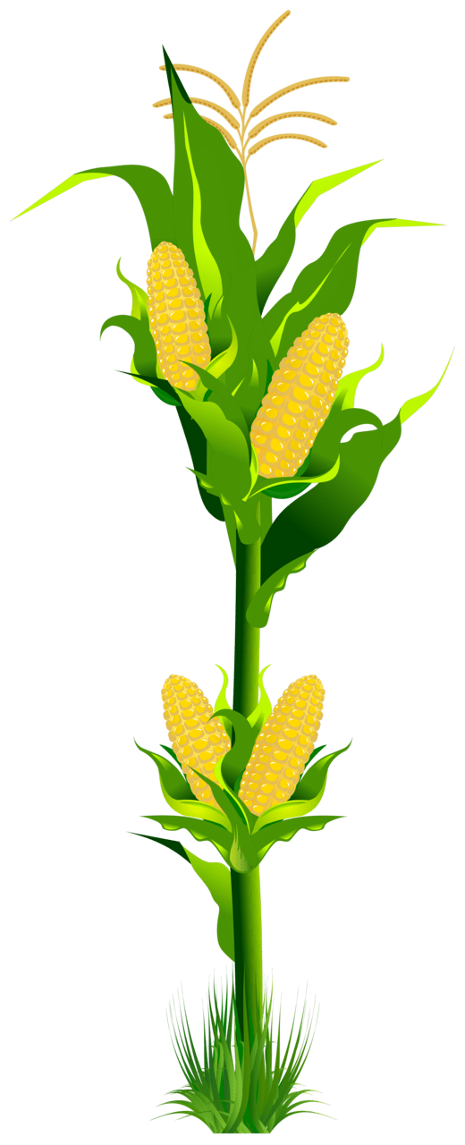 Corn plant clipart vector