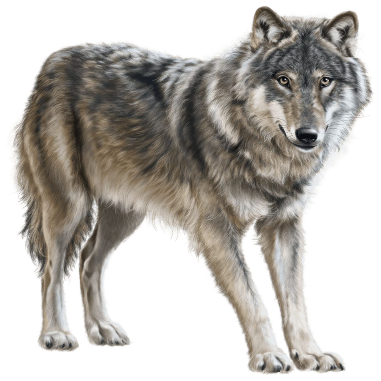 Wolf images hd photo clipart