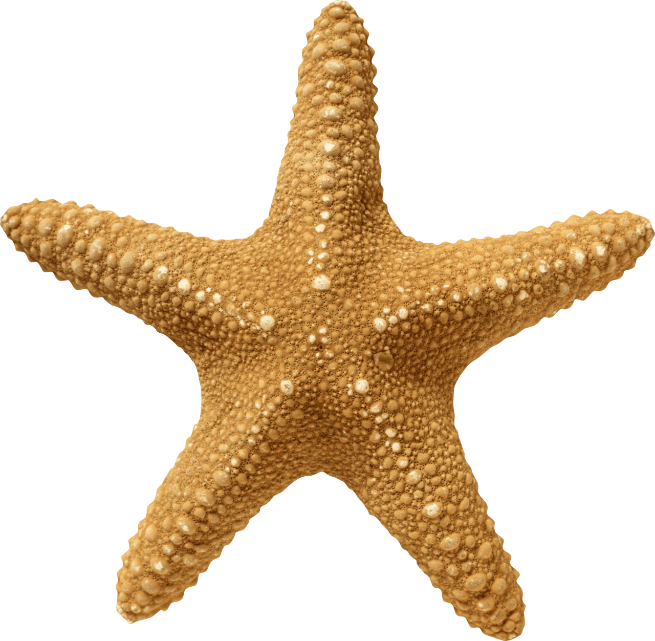 Starfish clipart large size image