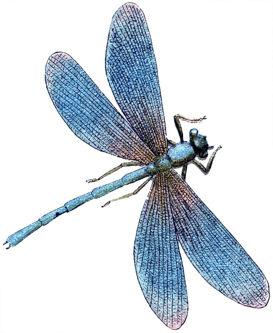 Dragonfly clipart clip art