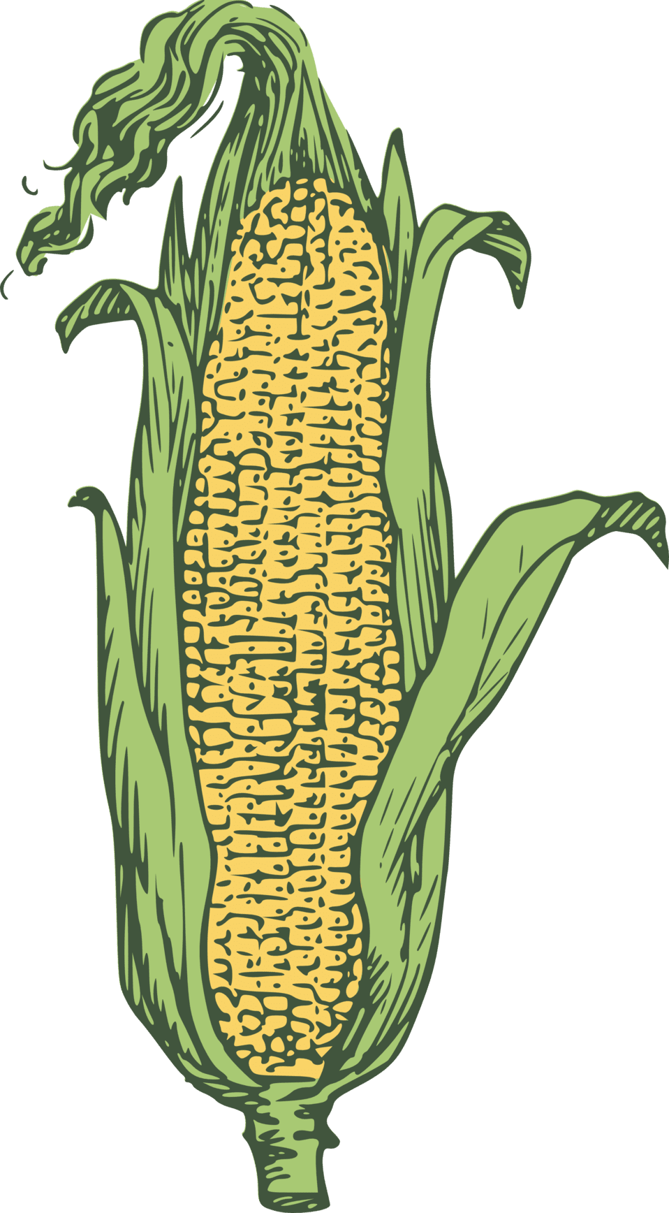 Clipart image ear of corn colored id 2