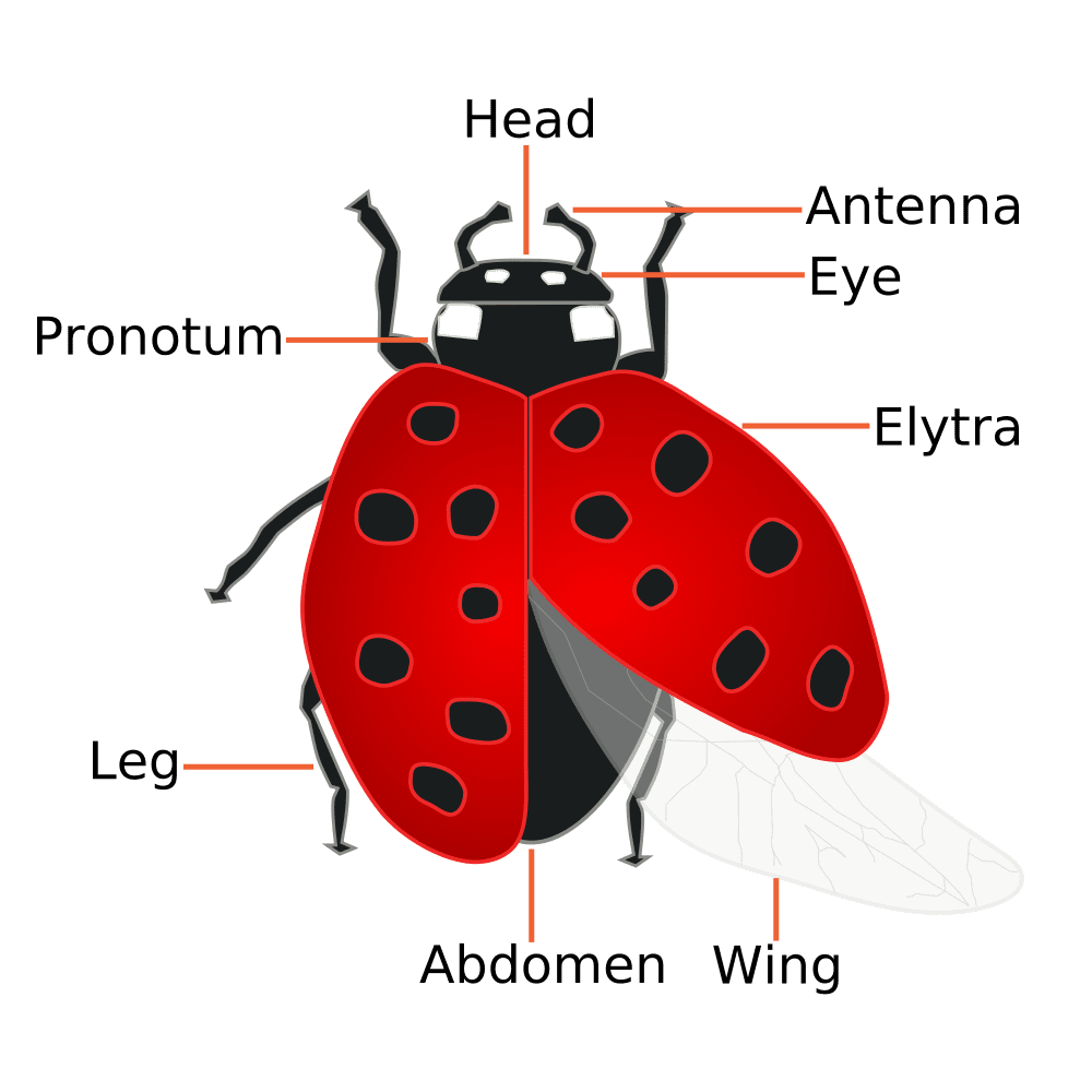 Want to learn all about ladybug clipart clip art