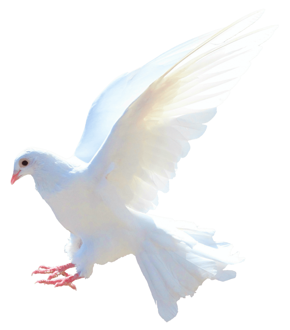 Dove clipart free