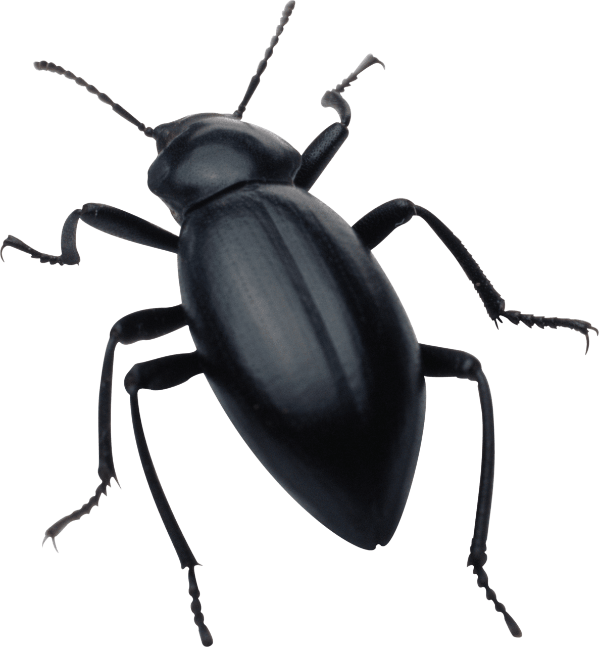 Bug clipart picture