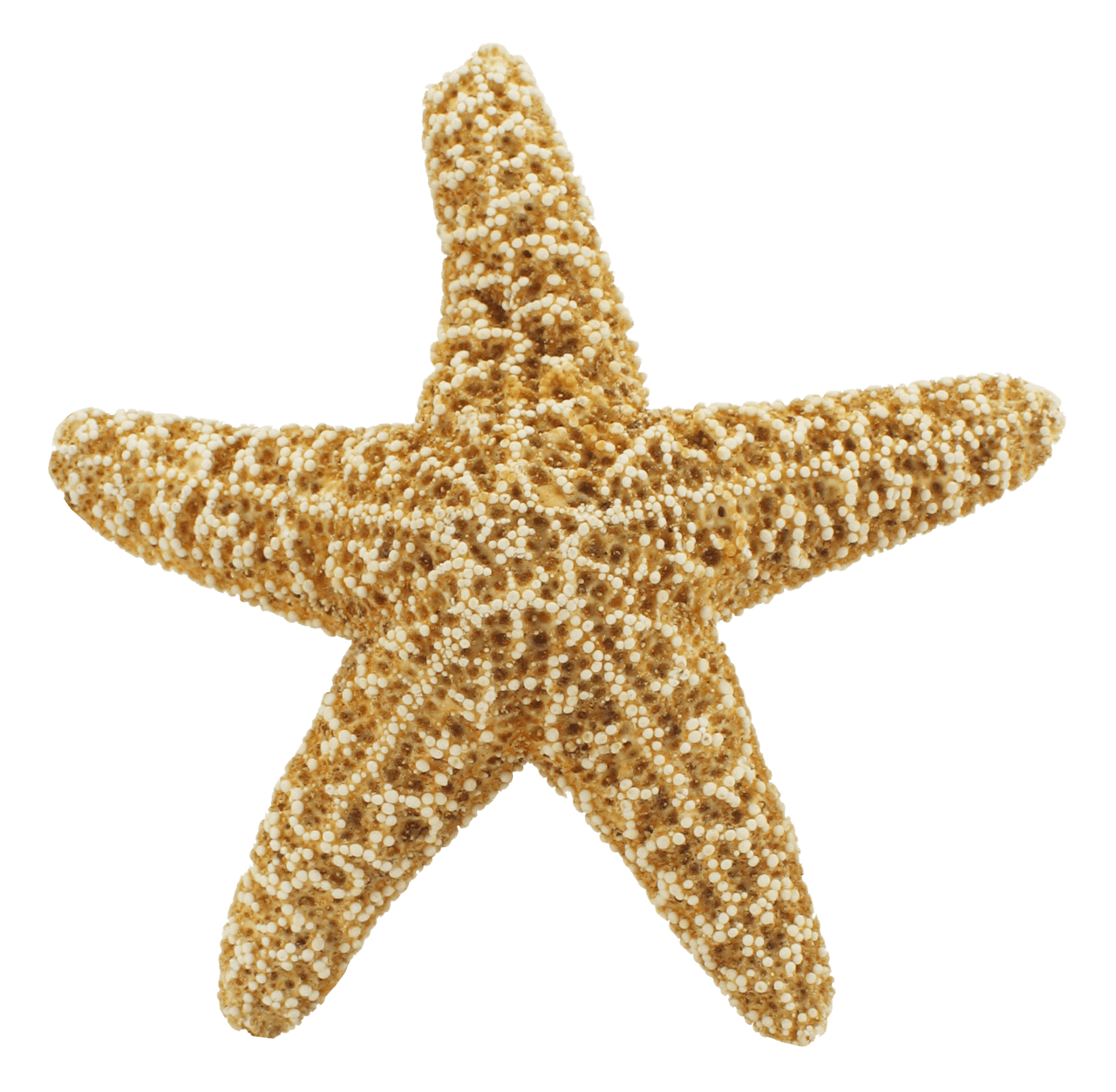 Starfish pin page clipart logo 2