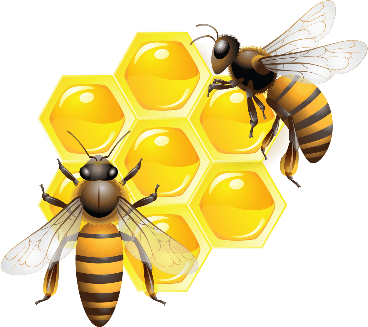 Bumblebee honey image for clipart