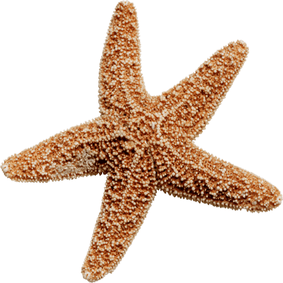 Starfish star fish images hd photo clipart 2