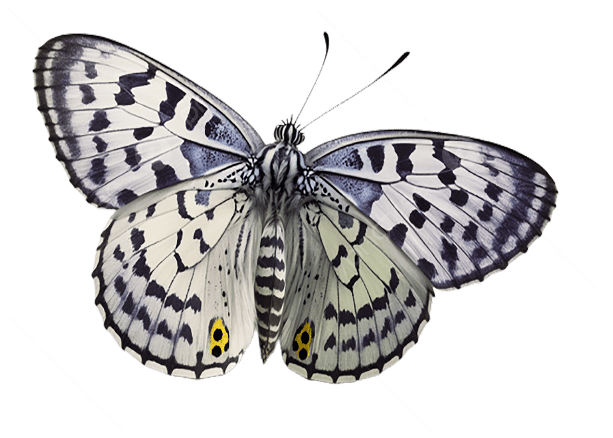 Butterfly black and white realistic image clipart for