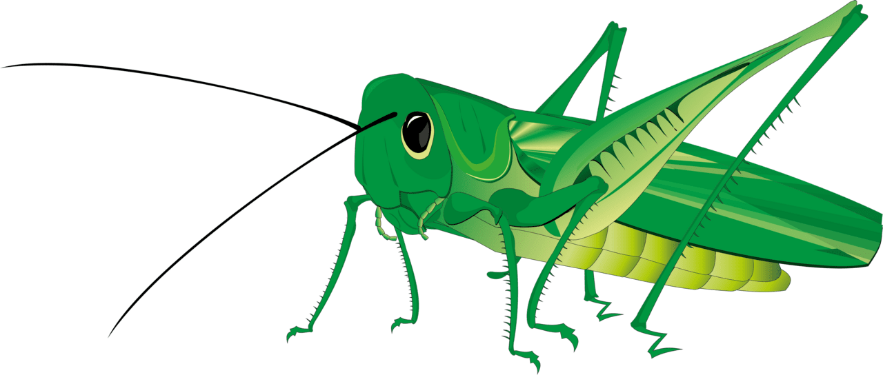 Bug grasshopper image for clipart