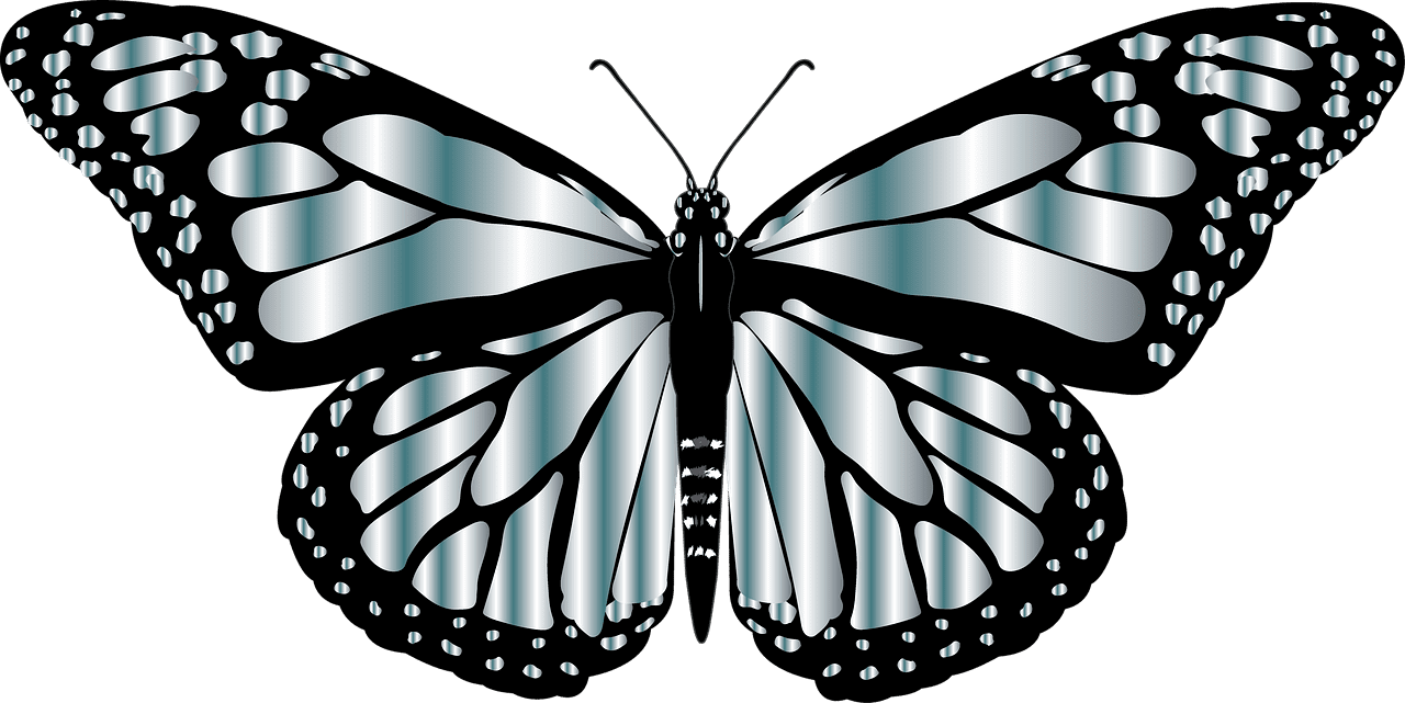 Butterfly black and white monarch insect image clipart