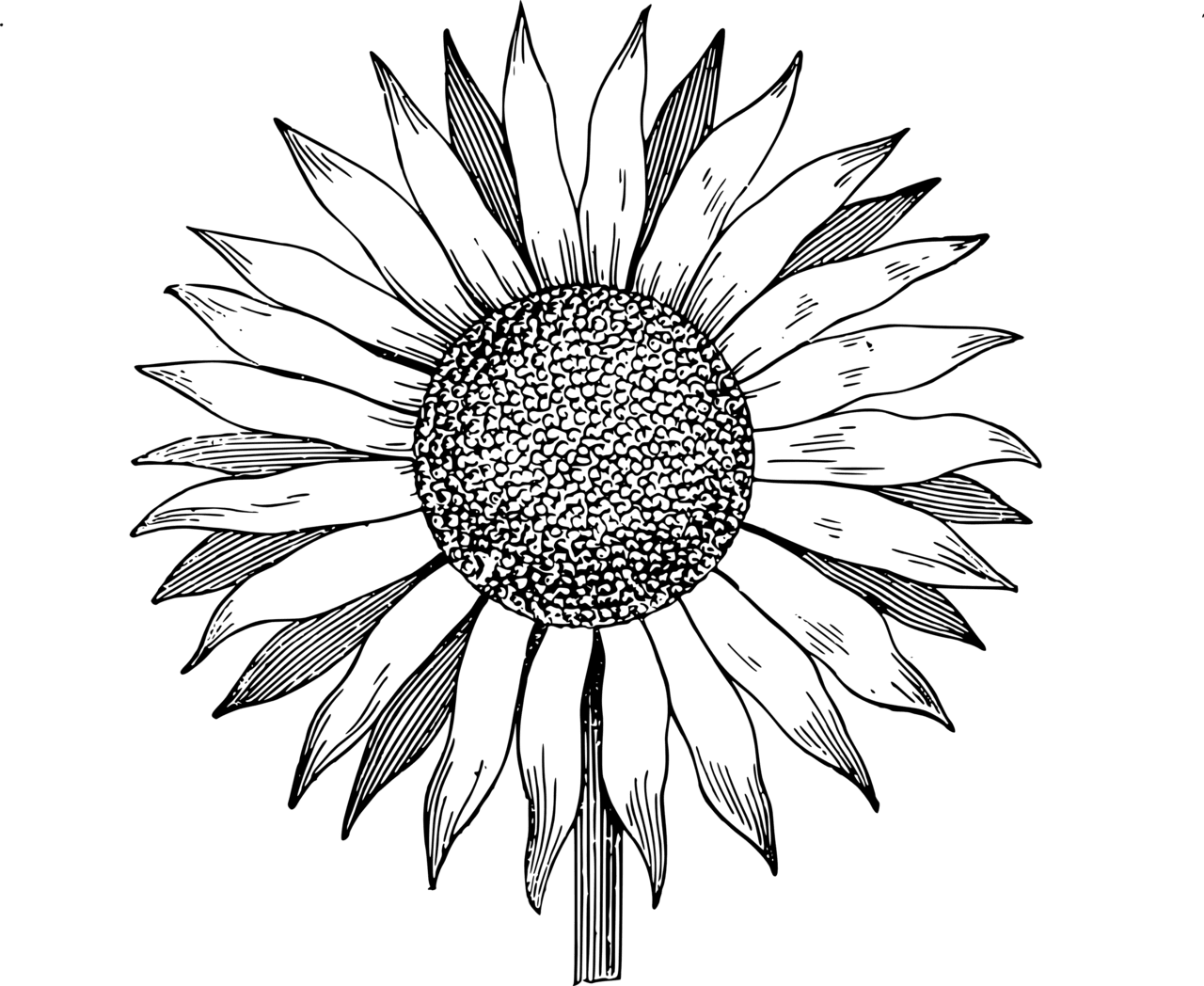 Flowers black and white pin page clipart picture 5