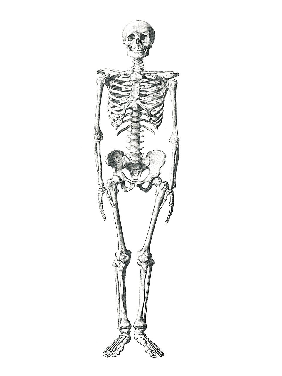 Skeleton medical bone image clipart