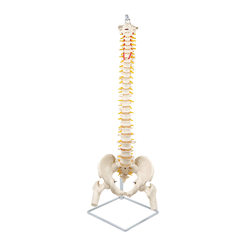 Life size flexible vertebral sp pelvis femur skeleton model anatomy clipart background