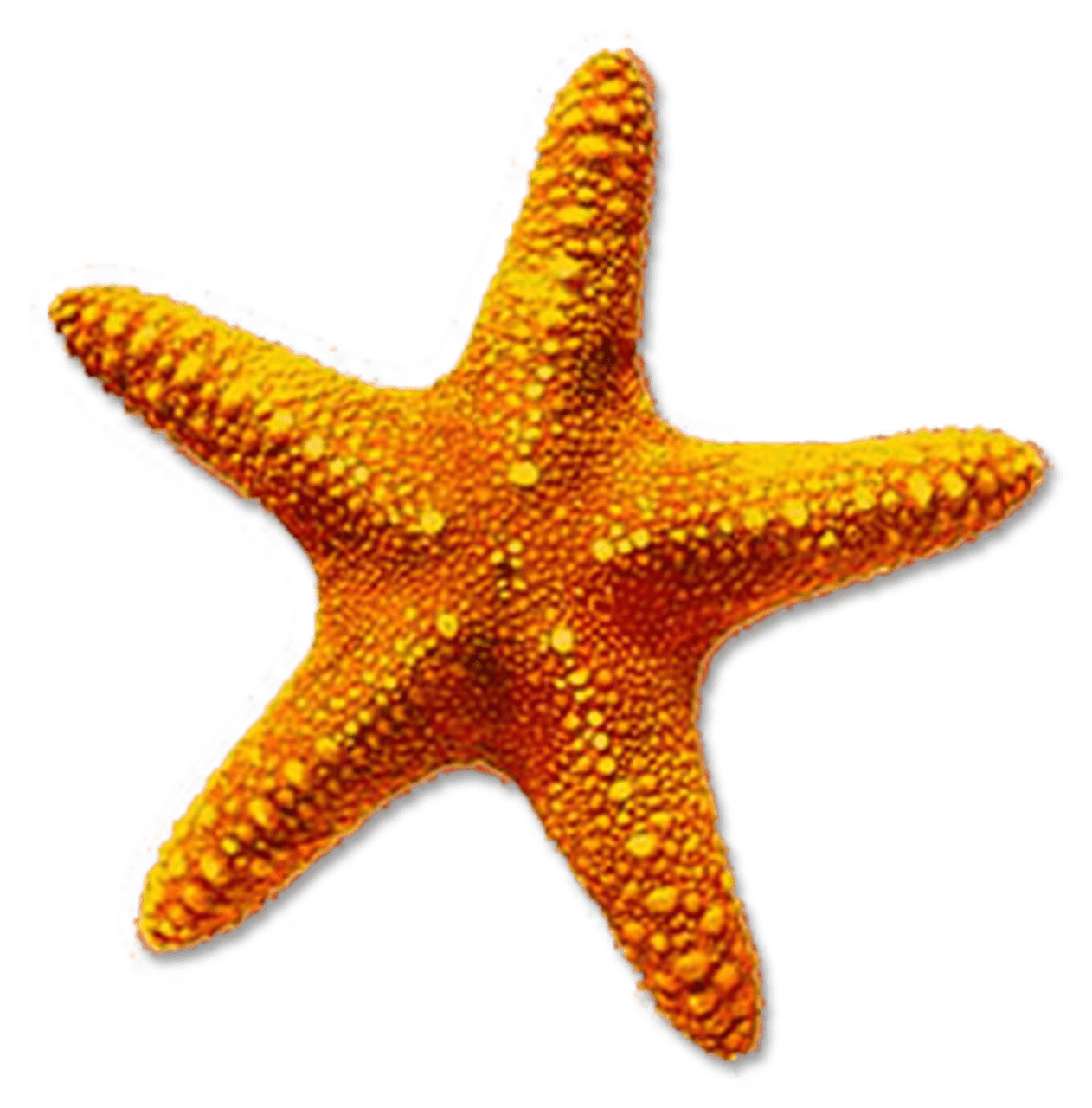 Starfish pin page clipart logo