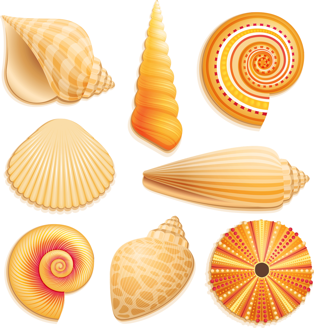 Seashell clipart photo