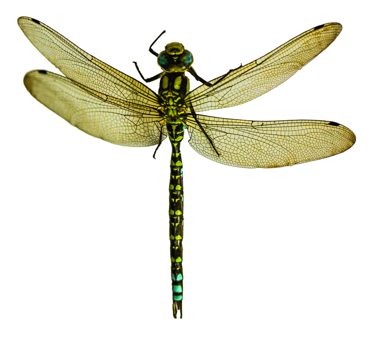 Dragonfly image size clipart