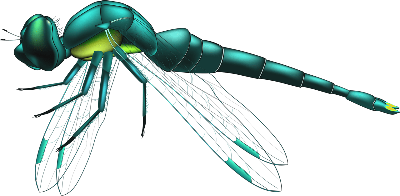 Picture dragon fly clipart dragonfly full size image