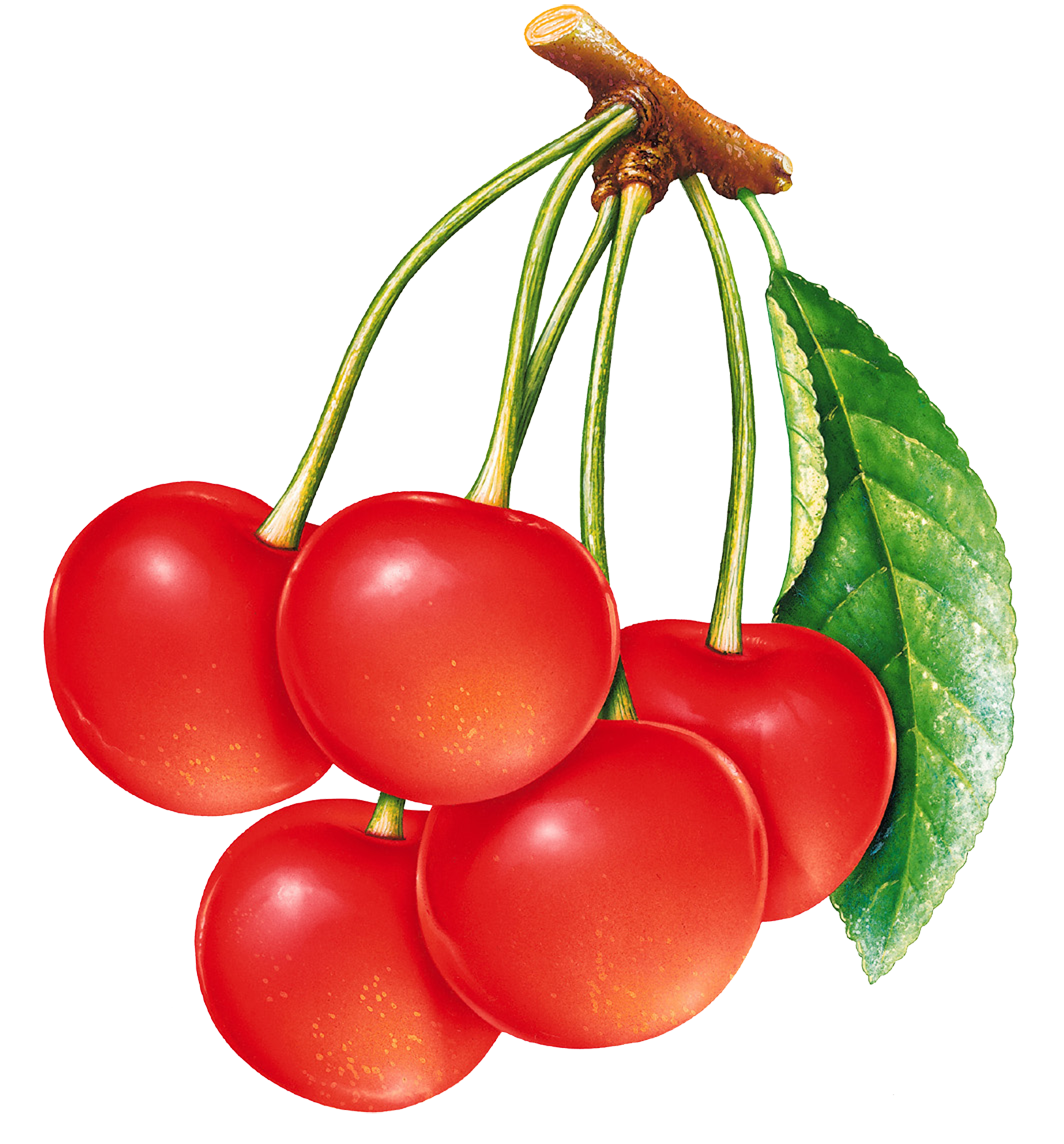 Cherry cherries clipart clip art