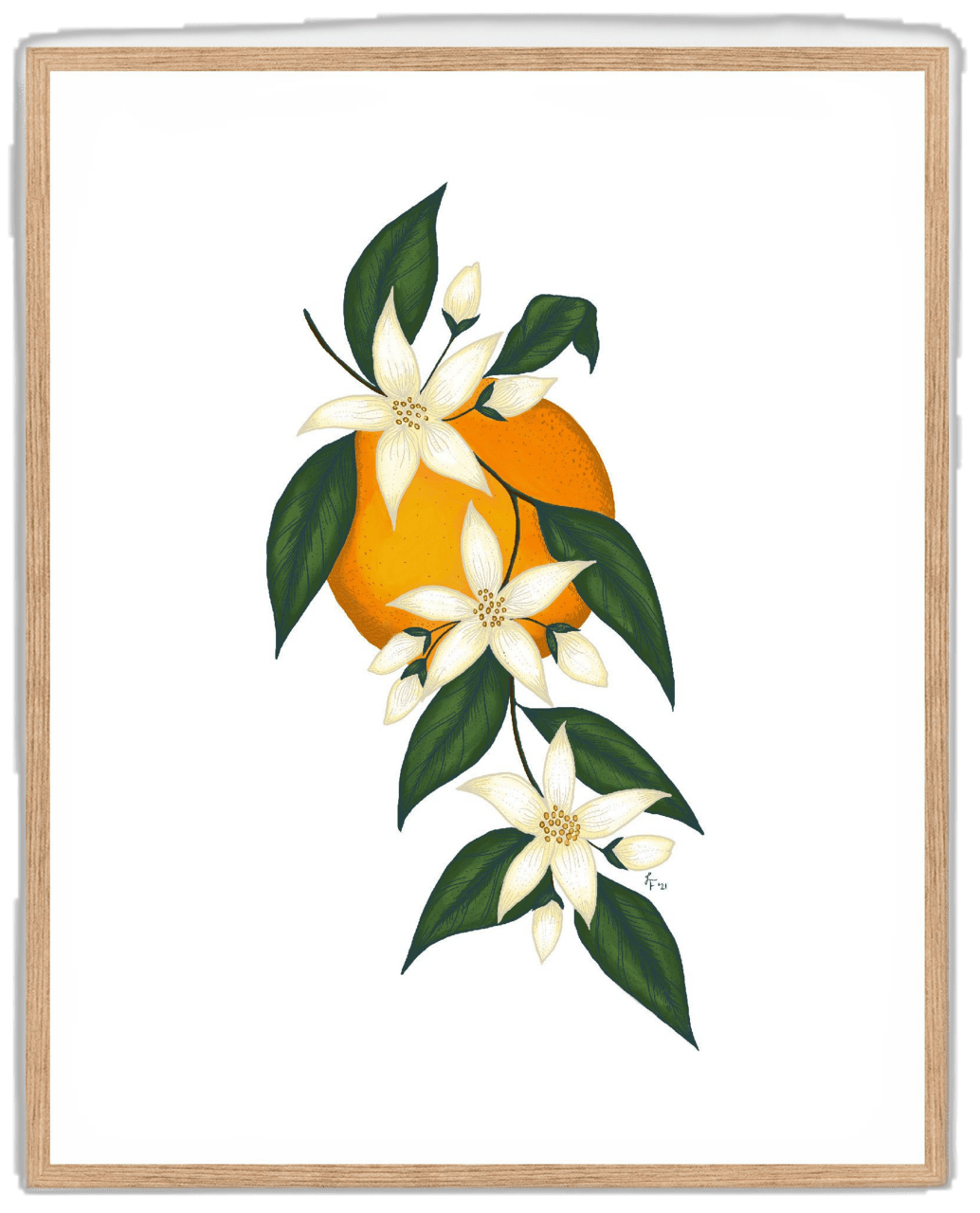 Spring flowers orange blossom printable art digital color sketch state flower florida clipart picture