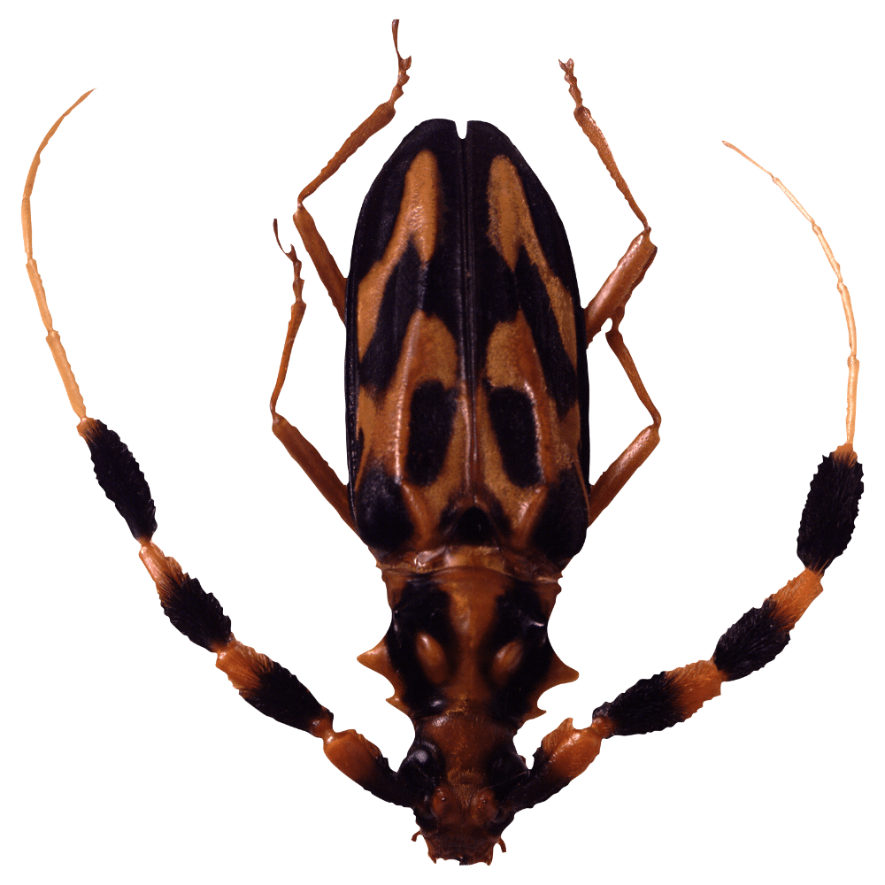 Bug images hd photo clipart