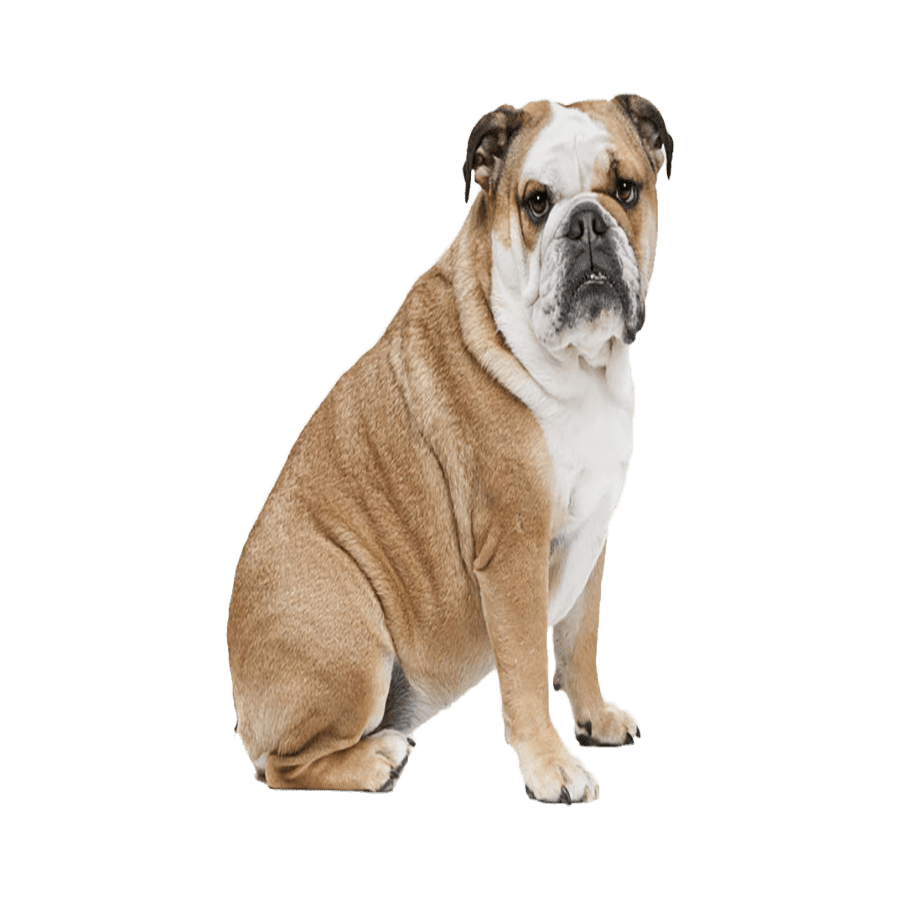 Bulldog images hd photo clipart