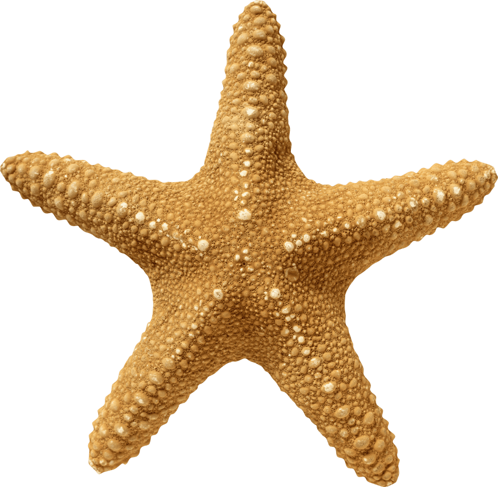 Starfish pin page clipart transparent 2