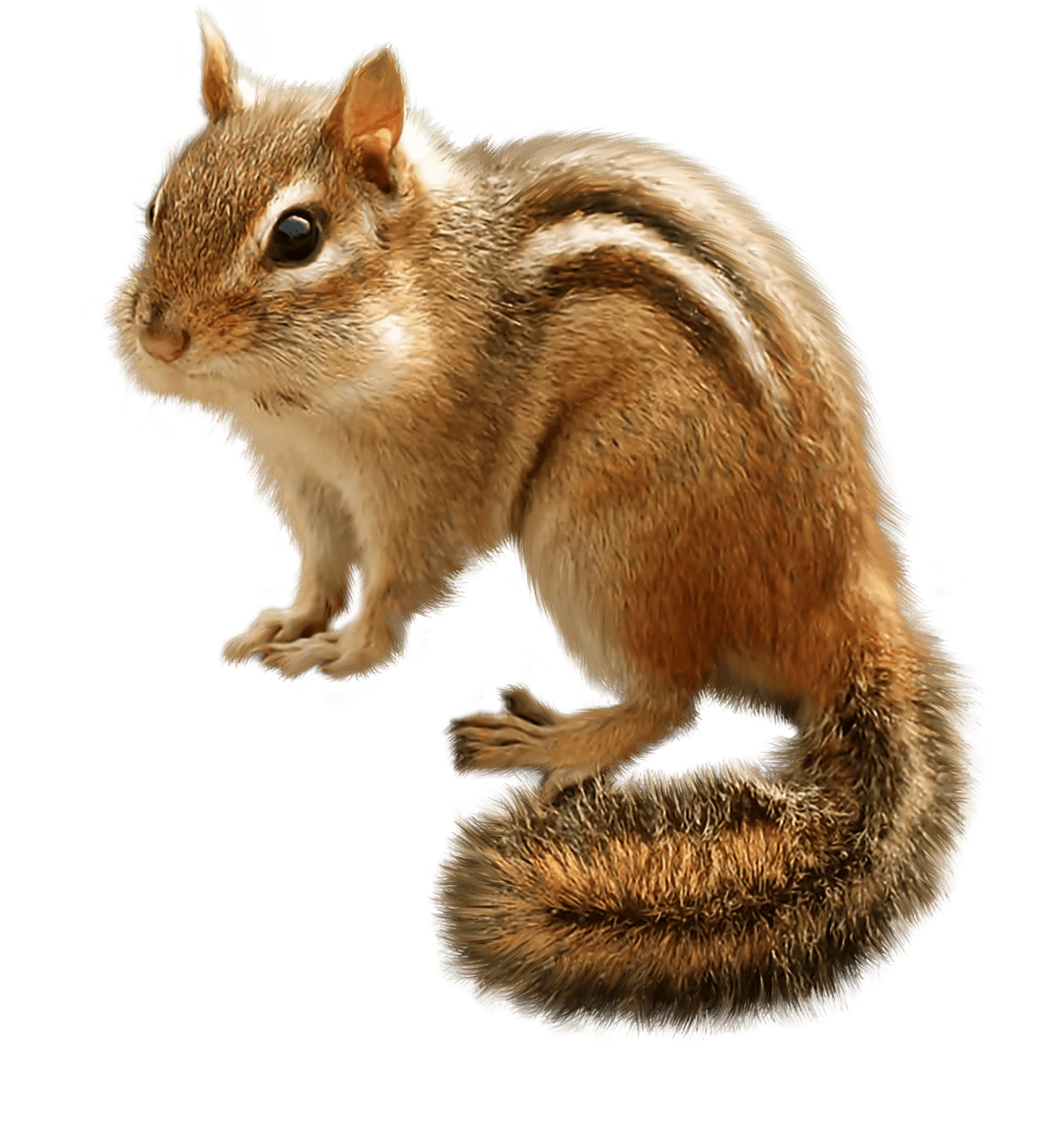 Squirrel pin page clipart picture 4