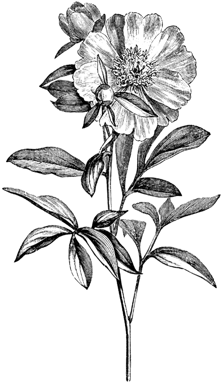 Flowers black and white vintage digital stamps clipart vector