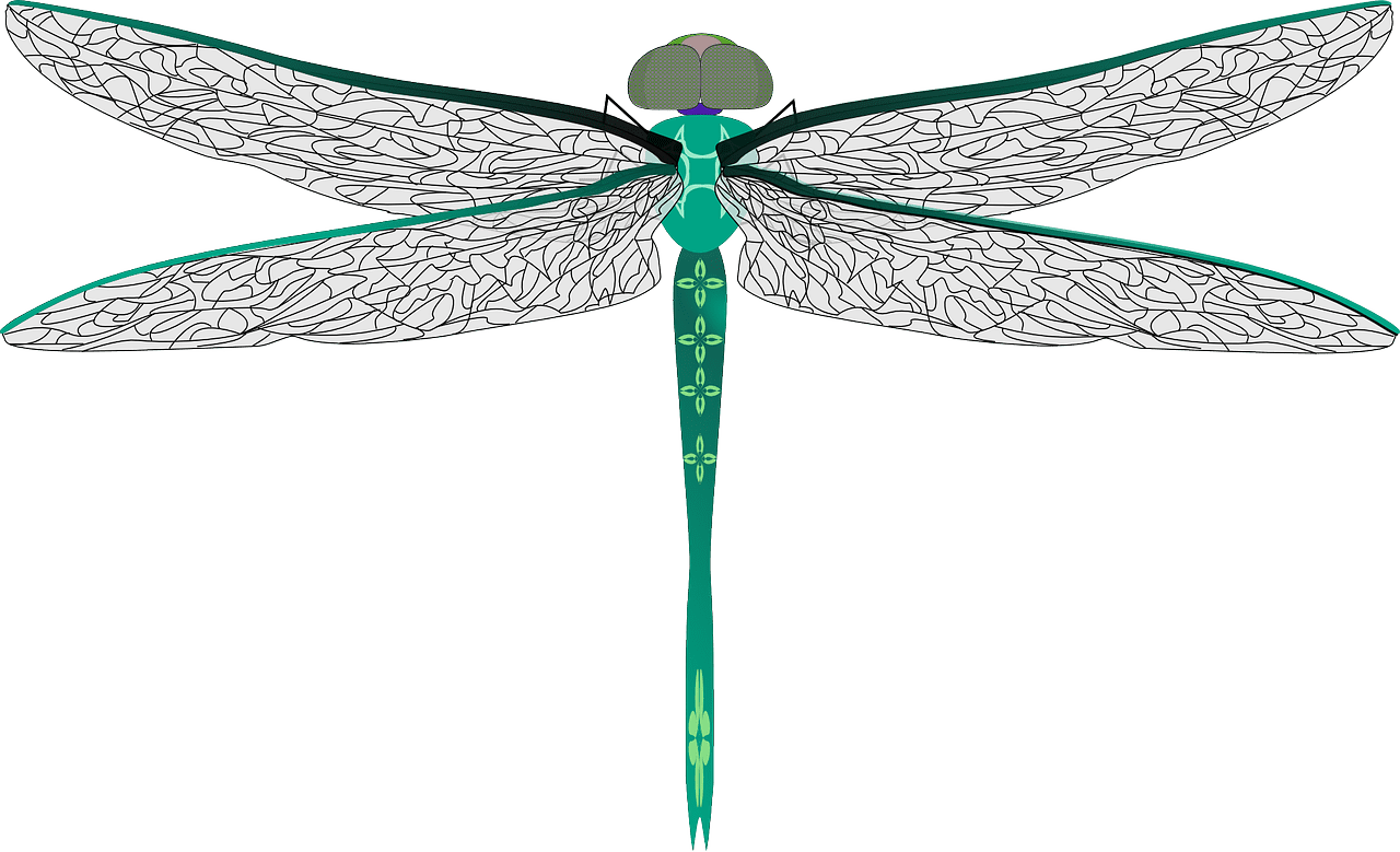 Dragonfly clipart background hd play