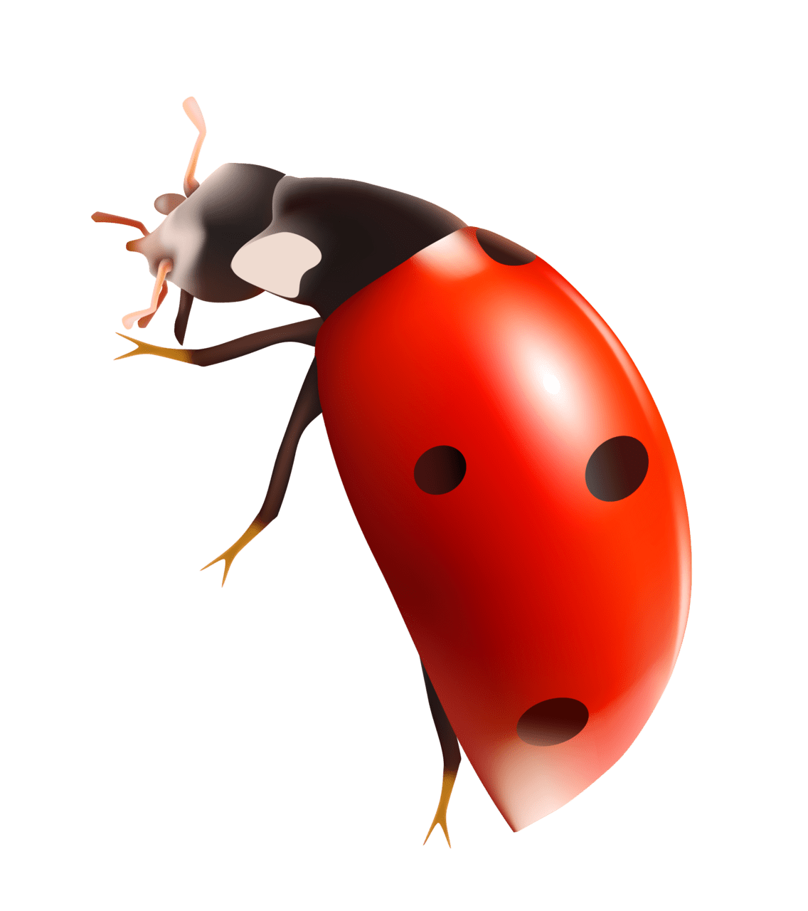 Ladybug clipart picture 2