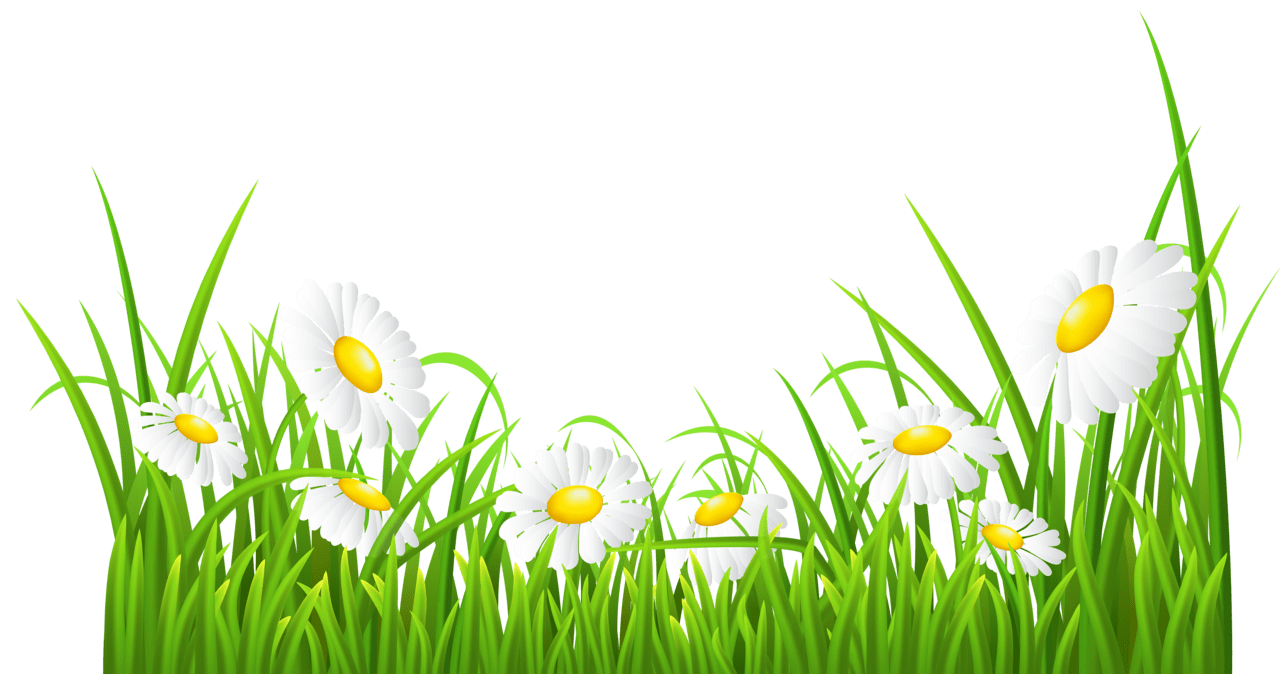 Spring flowers white daisies and grass clipart image