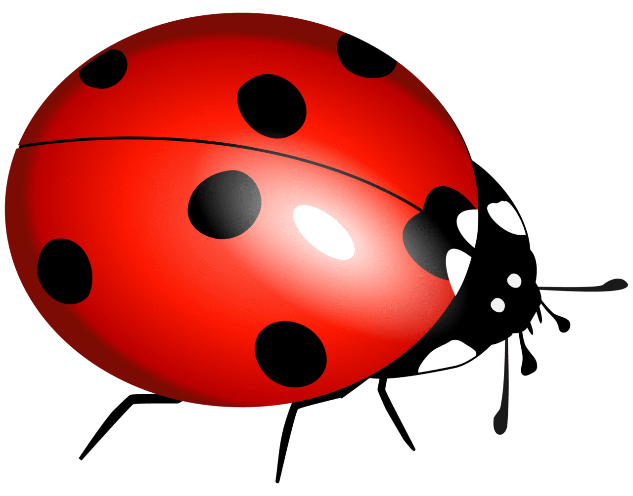 Bug clipart images